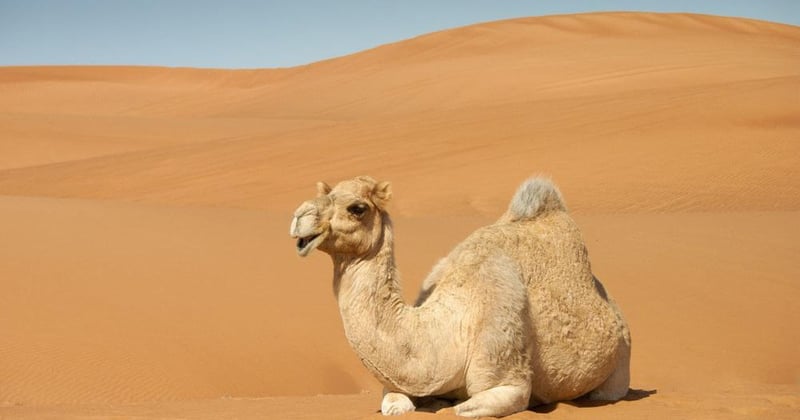 Vivre comme un nomade dans le désert du Sahara : le guide ultime pour s’évader